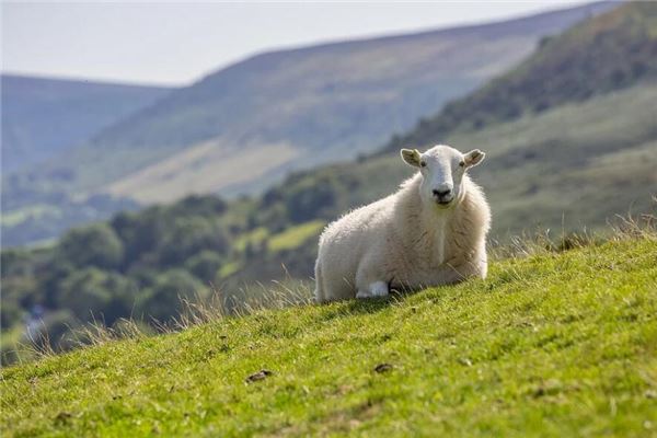 馬梓豪的姓名打分結(jié)果_馬梓豪五行分析  第1張