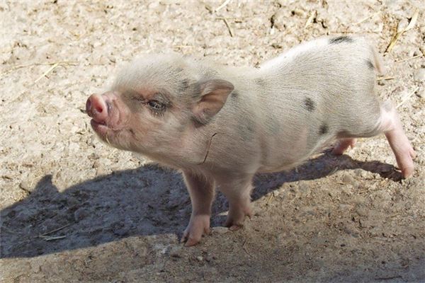 名字評(píng)分:吳蕓茗