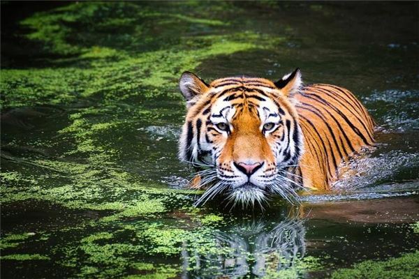 寶寶姓名打分:吳沈