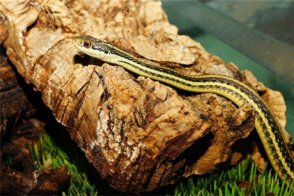 免費(fèi)取名_周華清