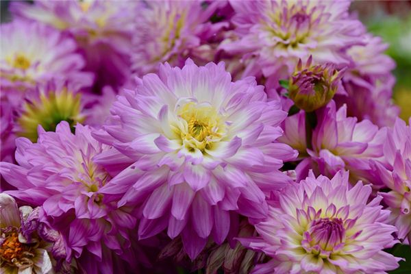 好聽的名字_周蕊珠