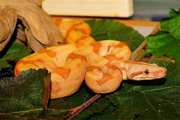 馬雷蒙的姓名打分結果_馬雷蒙五行分析