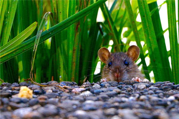 夏宗瓊的姓名打分結(jié)果_夏宗瓊五行分析