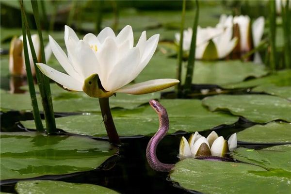 吳玫萱的姓名打分結(jié)果_吳玫萱五行分析