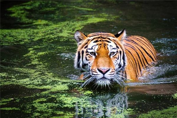 專業(yè)取名_湯姓名字分享