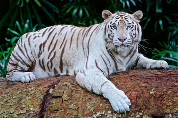 新生兒起名_鄭書語(yǔ)