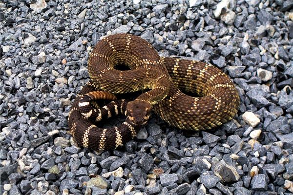 張二愣的姓名打分結(jié)果_張二愣五行分析