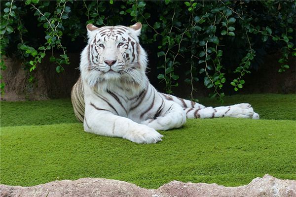 寶寶怎么取名_牛寶寶傳統(tǒng)方式起名法