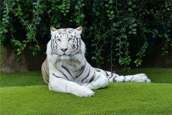 起衛(wèi)紅這個名字有什么意義