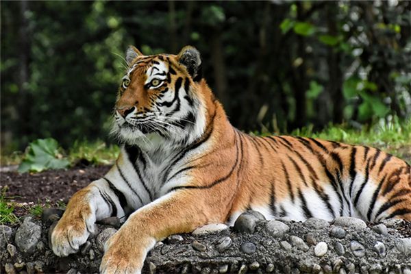 免費起名_汽車標(biāo)志大全及名字