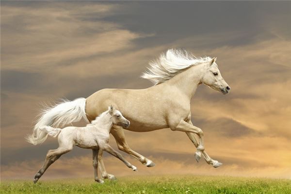 御龍?jiān)谔旒易迕?>
                            </div>
                        </a>
                    </div>
                    <div   id=