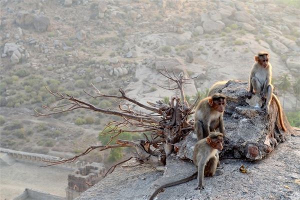 寶寶取名_鼠寶寶特別的小名