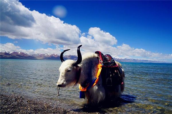 免費(fèi)起名打分:吳古蘭