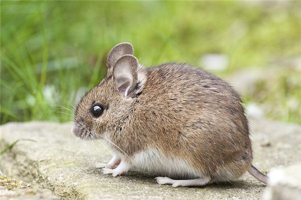 何沛涵的姓名打分結(jié)果_何沛涵五行分析