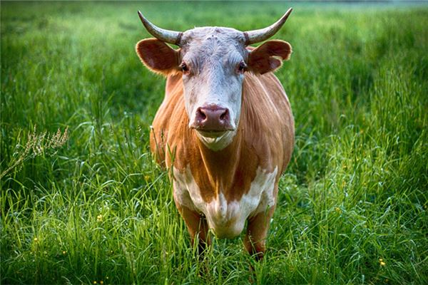 有寓意的名字:吳立果