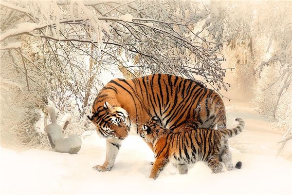 有寓意的名字:吳哲妍