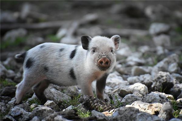 名字推薦_鄭靜嫻