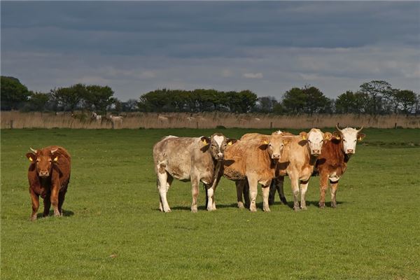 名字中間有華字