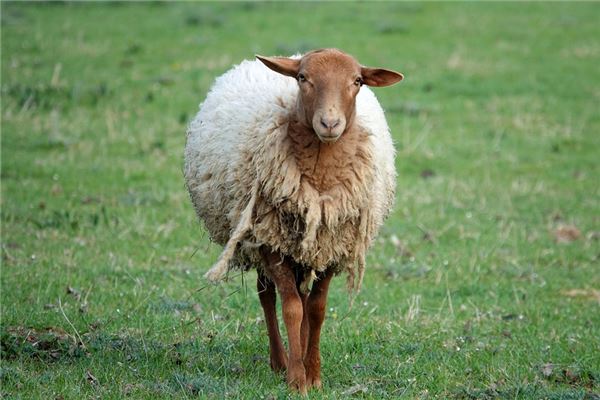 趙正軍的姓名打分結果_趙正軍五行分析