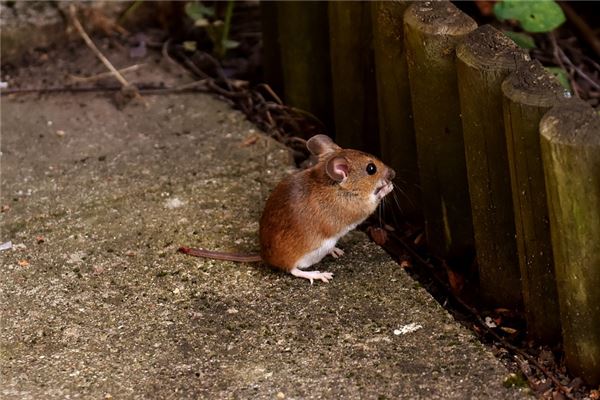 得分測(cè)試_周高卓