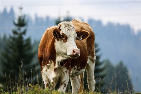 王然迪的姓名打分結(jié)果_王然迪五行分析