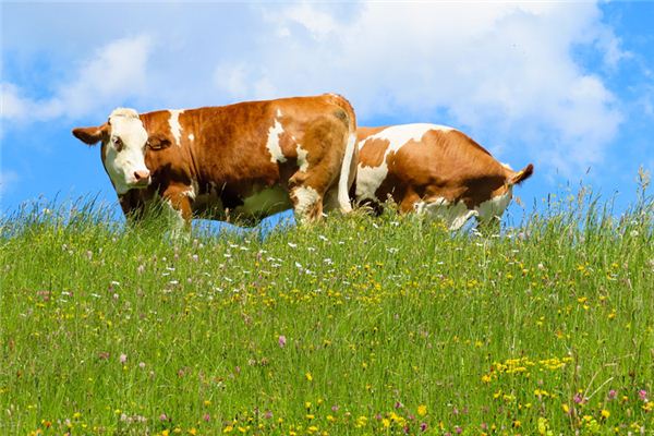 寶寶取名打分:吳成周