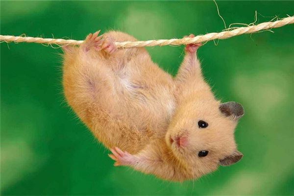 名字評分:吳月華