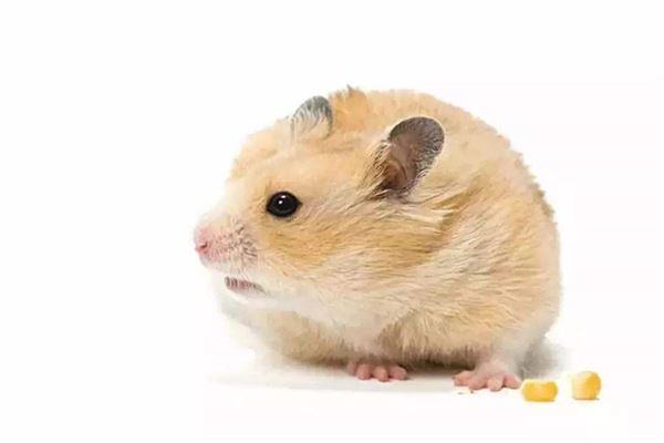 免費(fèi)起名_起名網(wǎng)免費(fèi)