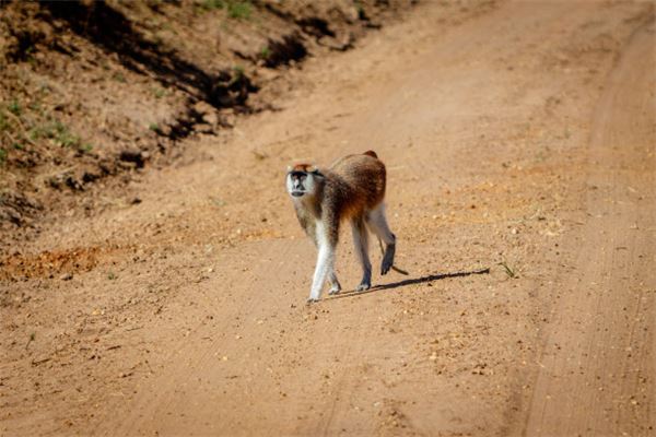 趙素影的姓名打分結(jié)果_趙素影五行分析
