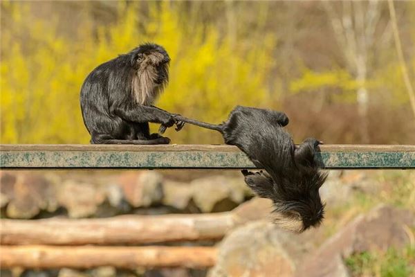 網(wǎng)絡起名_周飛瑤