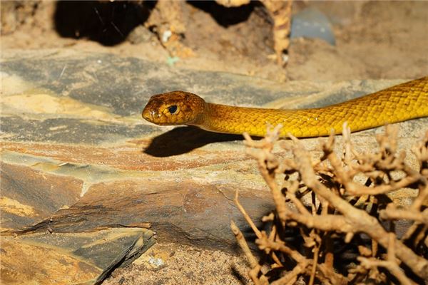 新生兒取名:吳暎