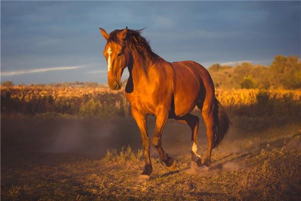 白蝕的姓名打分結(jié)果_白蝕的姓名五行分析
