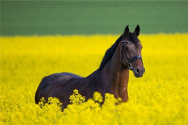 畢福的姓名打分結(jié)果_畢福的姓名五行分析