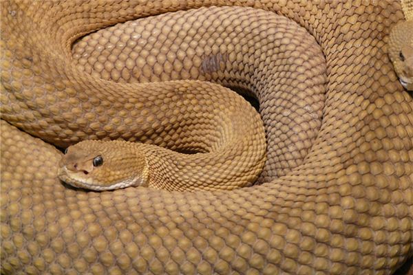 葛思靜的姓名打分結(jié)果_葛思靜的姓名五行分析