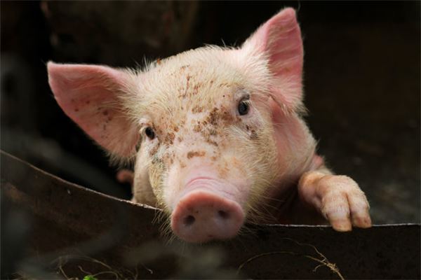 好聽的小名：生肖馬年的寶寶取名禁忌