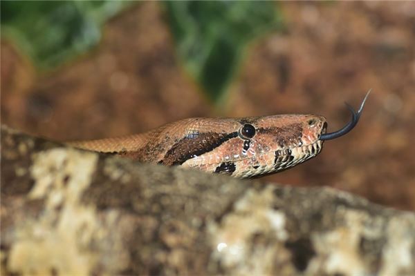 姓名華易網(wǎng)打分得分_取名華易網(wǎng)五格分析  第1張