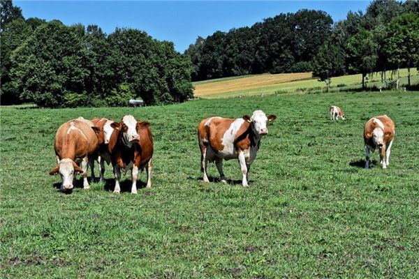 寶寶取名_草字頭好聽(tīng)的男生名字大全 第1張 寶寶取名_草字頭好聽(tīng)的男生名字大全 第1張