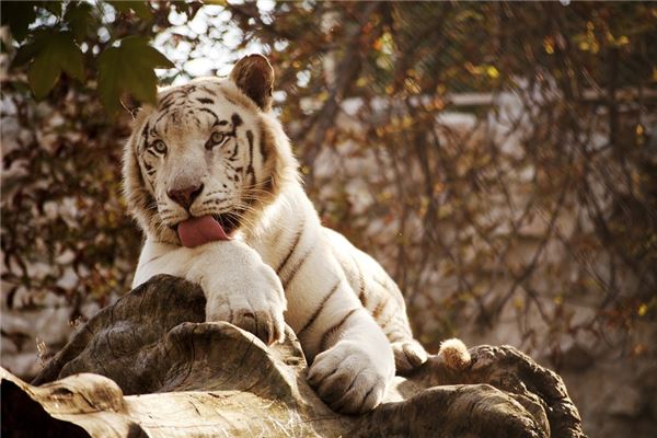 得分測(cè)試_周舞