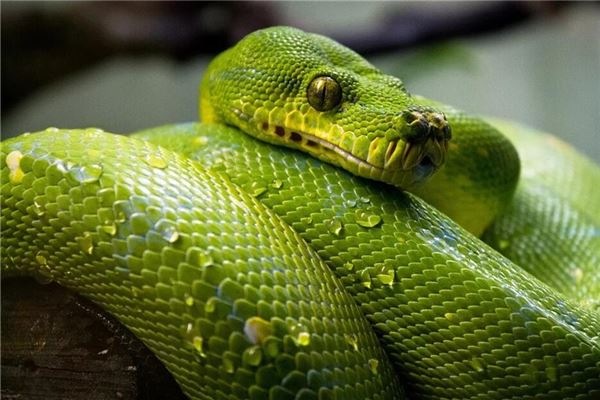 免費起名_鄭世韻