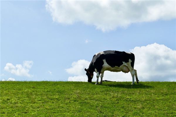吳喬涵的姓名打分結(jié)果_吳喬涵五行分析  第1張