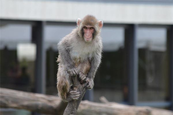 龍美伊的姓名打分結(jié)果_龍美伊五行分析