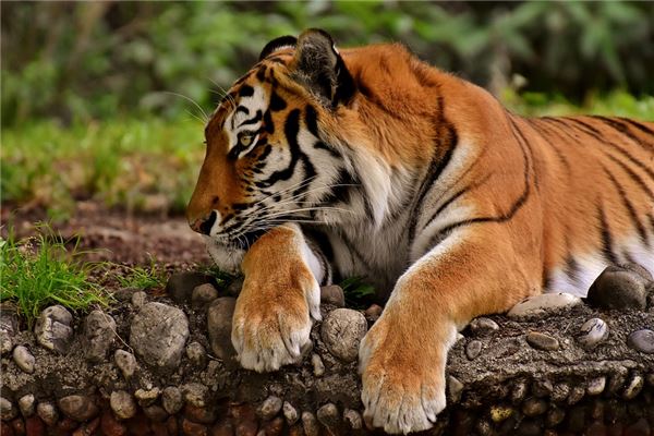 起名打分:吳芷荷