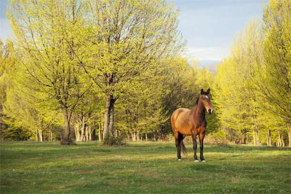 新生兒起名：姓朱女孩含宵字人名