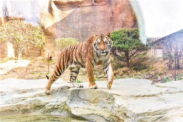 湯汝平的姓名打分結(jié)果_湯汝平五行分析