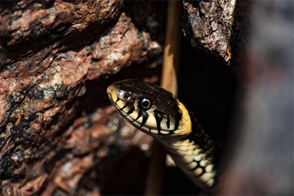 免費取名_王者名字