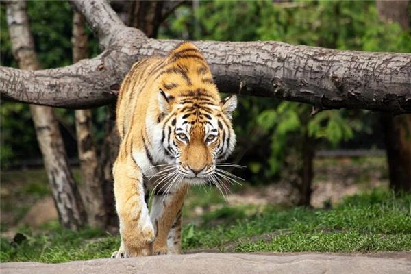 免費(fèi)起名_鄭語(yǔ)燕