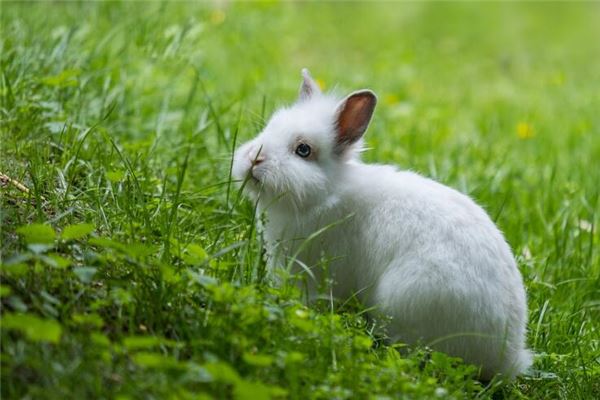 寶寶起名:吳月悅