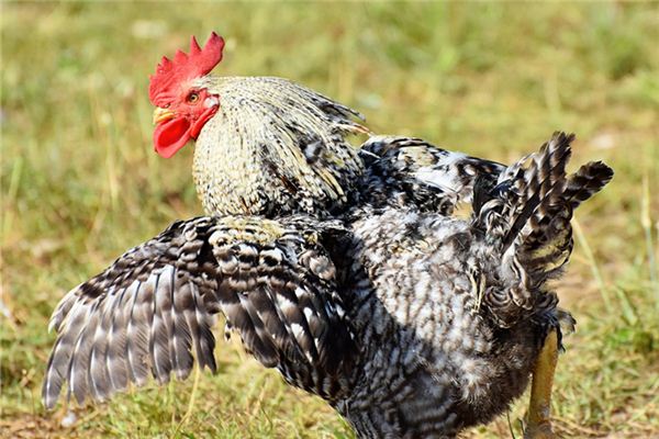 姓名測(cè)分_周友易