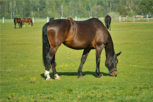 男孩取名_米萊站