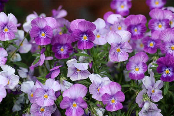 梁必志的姓名打分結果_梁必志五行分析